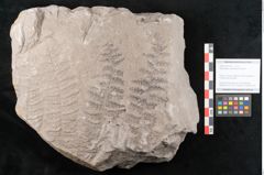 Foto (Objekt + Etikett) von Sphenopteris obtusiloba Brongniart (NHMW-GEO-2024-0188-10797)